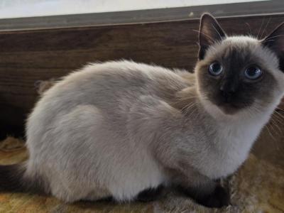 Troy - Siamese - Gallery Photo #1