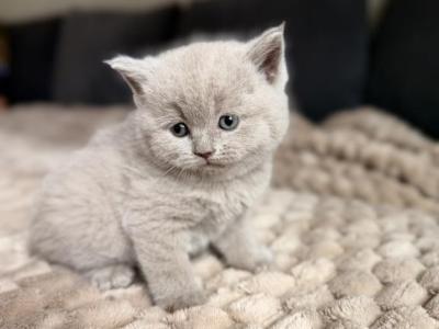 Ralph - British Shorthair - Gallery Photo #1