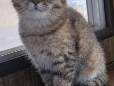 Fudge - Scottish Fold - Gallery Photo #1