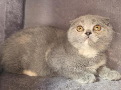 Chloe - Scottish Fold - Gallery Photo #1