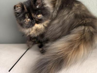 Zoe - Persian - Gallery Photo #1