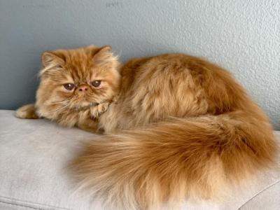Chesnut - Persian - Gallery Photo #1