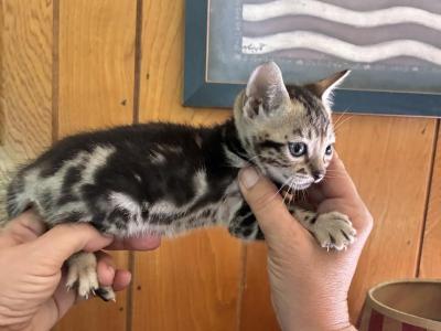 Marble Bengal Babies - Bengal - Gallery Photo #1