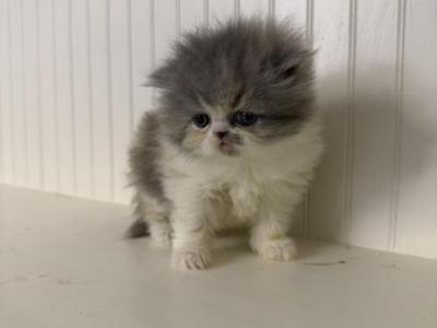 Legacy - Persian - Gallery Photo #1