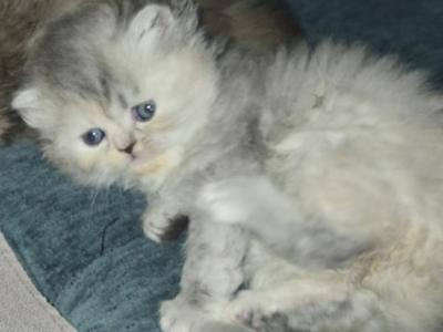 Pinkface - Persian - Gallery Photo #1