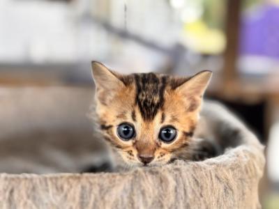 Jet - Bengal - Gallery Photo #1