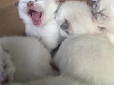 TICA Ragdoll Kittens - Ragdoll - Gallery Photo #1