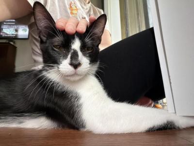 Benji - Domestic - Gallery Photo #1