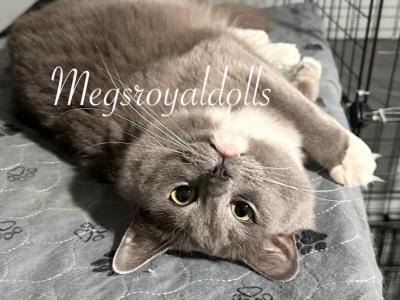 A Queen Deserves Her Retirement Meet Khalessi - Ragdoll - Gallery Photo #1
