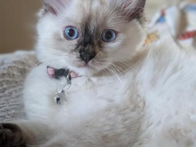 Julia - Ragdoll - Gallery Photo #1