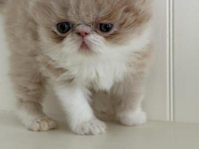 Remington - Persian - Gallery Photo #1