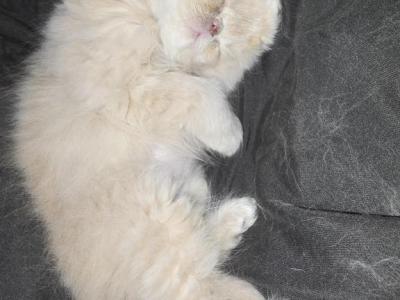 Mufasa - Persian - Gallery Photo #1