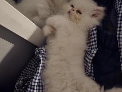 Persephone - Persian - Gallery Photo #1