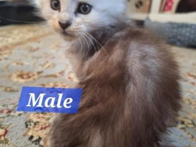 High Silver And Tortie Litters - Maine Coon - Gallery Photo #1