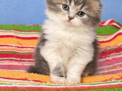 Sct - Scottish Fold - Gallery Photo #1