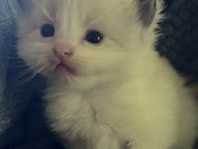 Pumpkin - Ragdoll - Gallery Photo #1