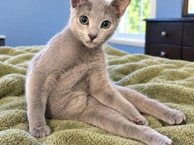 Blue Girl - Russian Blue - Gallery Photo #1