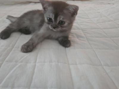 Shyla - British Shorthair - Gallery Photo #1