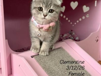 Raccon Litter March - Scottish Fold - Gallery Photo #1