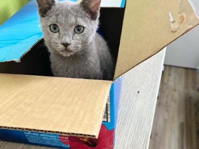 Blueboy - Russian Blue - Gallery Photo #1