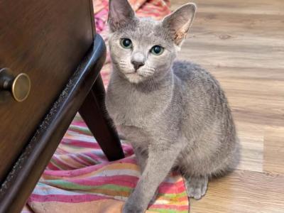 Blueg - Russian Blue - Gallery Photo #1