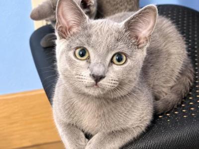 RBgirl - Russian Blue - Gallery Photo #1