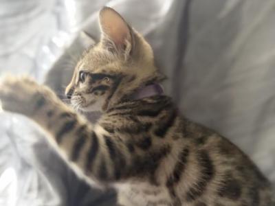 Aphmau Female Kitten - Bengal - Gallery Photo #1