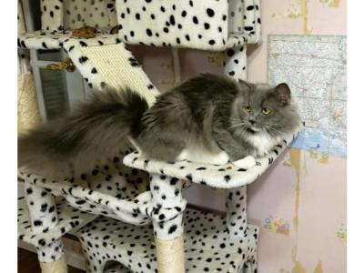 Milo - Ragamuffin - Gallery Photo #1