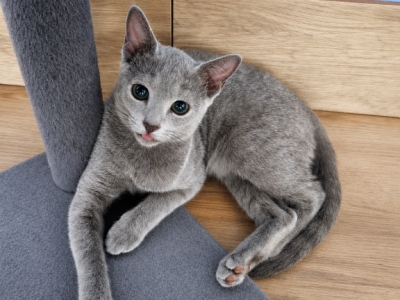 Boy ID4 - Russian Blue - Gallery Photo #1