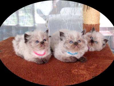 Shizari's September Litter - Himalayan - Gallery Photo #1