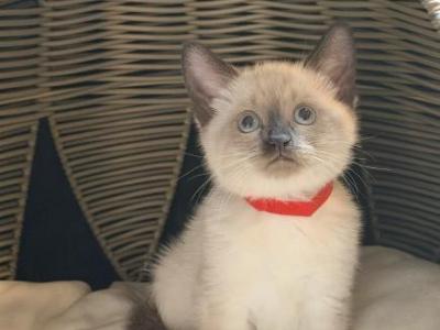 TRUFFLE & TOFFEE - Siamese - Gallery Photo #1