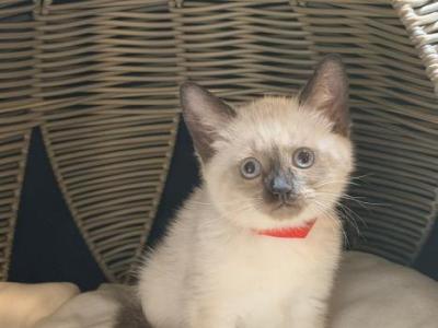 Truffle&Toffee - Siamese - Gallery Photo #1