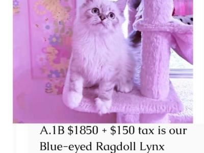 Saffire & Leonardo - Ragdoll - Gallery Photo #1