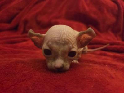 DWELF SPHYNX Male - Sphynx - Gallery Photo #1