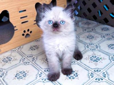 Petunia & Leonardo - Ragdoll - Gallery Photo #1