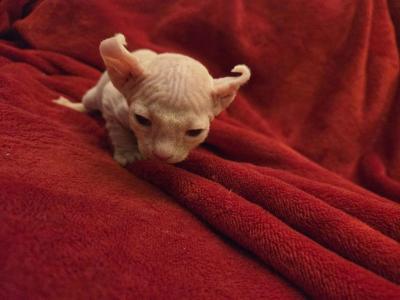 Elf Female White - Sphynx - Gallery Photo #1