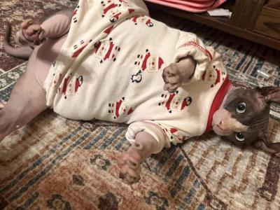 Odin - Sphynx - Gallery Photo #1