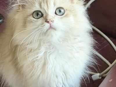 Bentley - British Shorthair - Gallery Photo #1