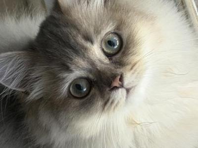 Bruno Longhair - British Shorthair - Gallery Photo #1