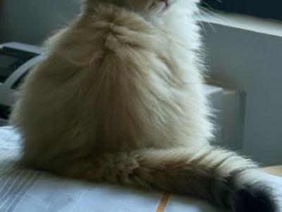Tom - British Shorthair - Gallery Photo #1