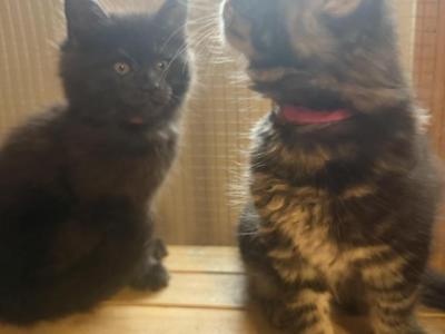 Maine Coon Kittens - Maine Coon - Gallery Photo #1