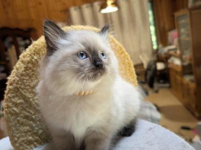 Angel - Ragdoll - Gallery Photo #1