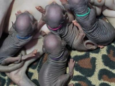 Black Or Blue Sphynx - Sphynx - Gallery Photo #1