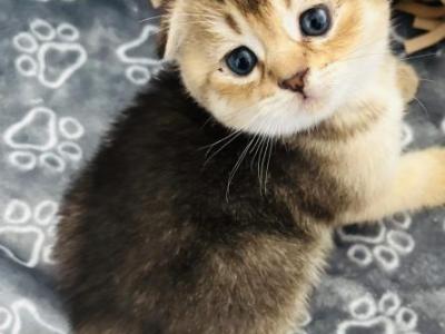 Bebi - Scottish Fold - Gallery Photo #1