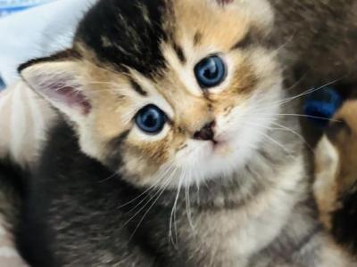 Beml - British Shorthair - Gallery Photo #1