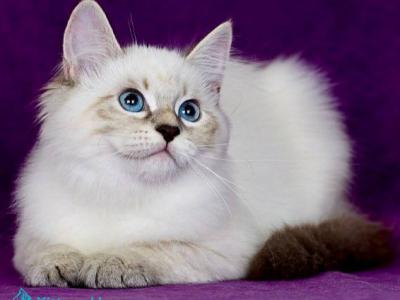 Lilia - Siberian - Gallery Photo #1