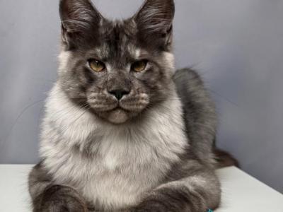 Alvis - Maine Coon - Gallery Photo #1