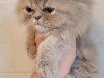 Persian Kittens - Persian - Gallery Photo #1