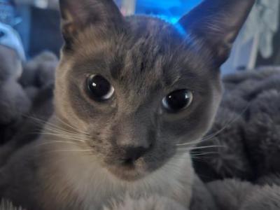 Orion - Domestic - Gallery Photo #1