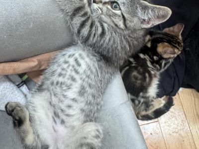Romeo - Bengal - Gallery Photo #1